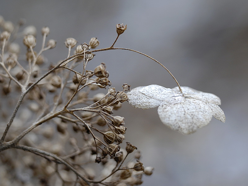 Pflanze_DSC3839 Kopie.jpg   26.04.jpg